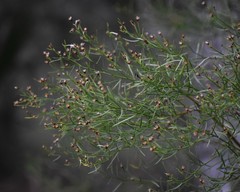Baccharis angustifolia