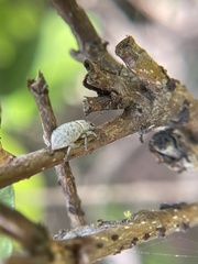 Artipus floridanus