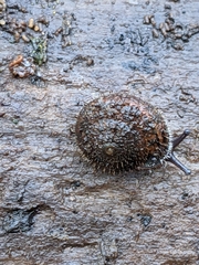Cryptomastix germana