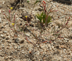 Camissonia parvula