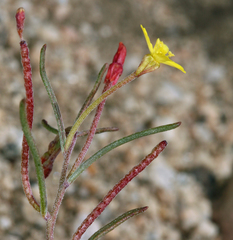 Camissonia parvula