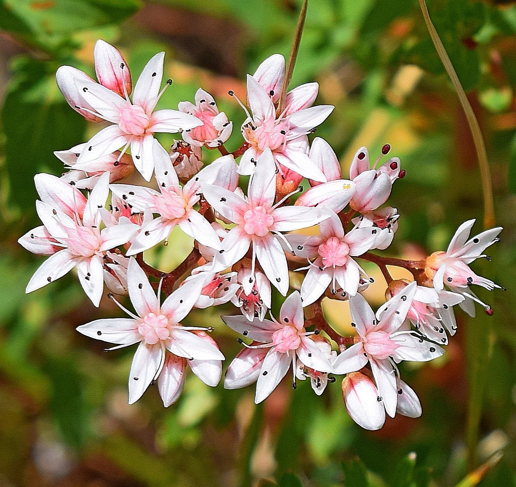 Sedum album L. 3