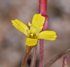 Camissonia parvula