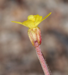 Camissonia parvula