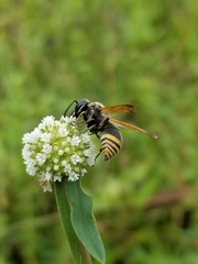 Pachodynerus nasidens