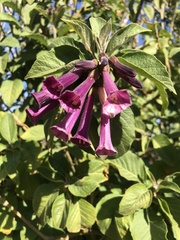 Iochroma
