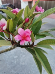 Plumeria rubra
