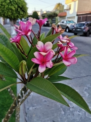 Plumeria rubra