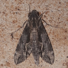 Erinnyis oenotrus