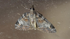 Microdes diplodonta