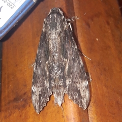 Erinnyis oenotrus
