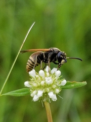 Pachodynerus nasidens
