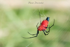 Leucauge licina