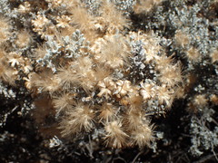 Cratystylis conocephala