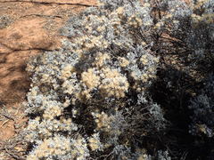 Cratystylis conocephala