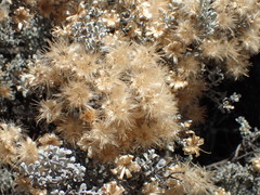 Cratystylis conocephala