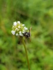 Pachodynerus nasidens