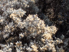 Cratystylis conocephala
