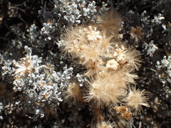 Cratystylis conocephala