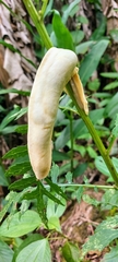 Vaginulus taunaisii