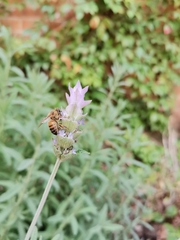 Apis mellifera