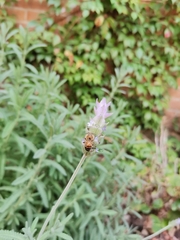 Apis mellifera