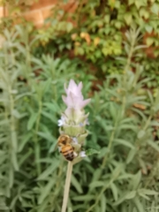 Apis mellifera