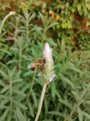 Apis mellifera