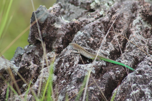 Cnemidophorus gramivagus