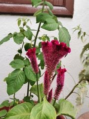 Celosia