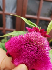 Celosia