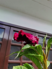 Celosia
