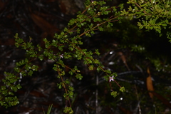 Boronia algida
