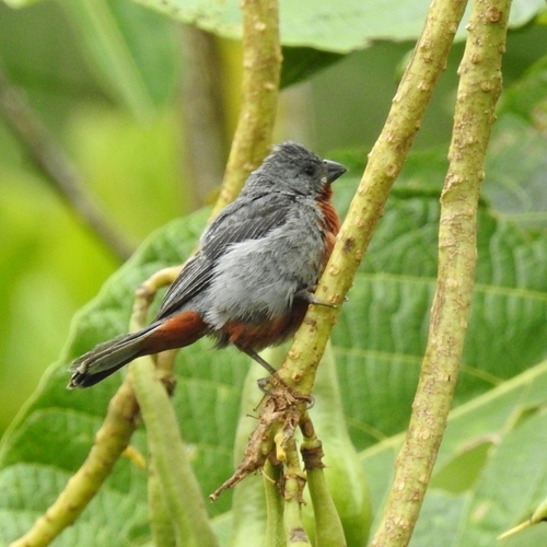 Chestnut-bellied Seedeater (Sporophila castaneiventris), photo 10