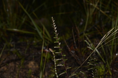 Bossiaea scortechinii