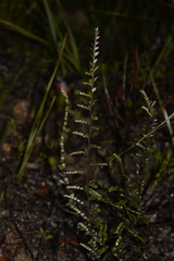 Bossiaea scortechinii