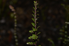 Bossiaea scortechinii
