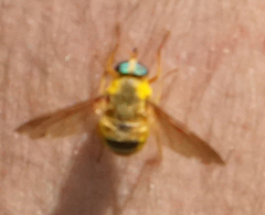 Esenbeckia incisuralis