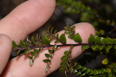 Bossiaea scortechinii
