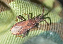 Coriomeris