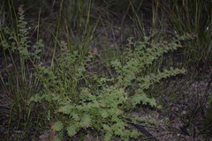 Bossiaea scortechinii