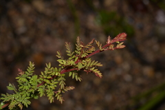 Acacia mitchellii