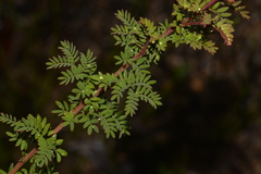 Acacia mitchellii