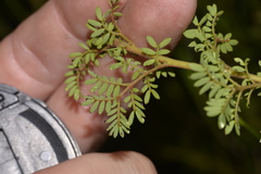 Acacia mitchellii