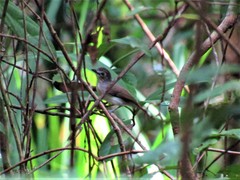 Pachycephala cinerea