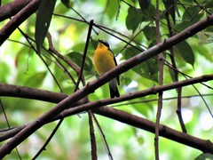 Ficedula zanthopygia