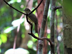 Tricholestes criniger