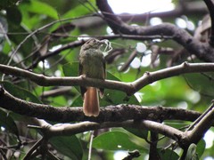 Pachycephala cinerea