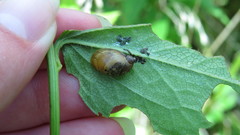 Novisuccinea ovalis