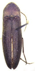 Melandryidae